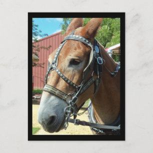 Carte postale Cheval