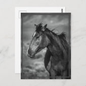 Carte Postale cheval (Devant / Derrière)