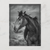 cheval