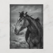 Carte Postale cheval (Devant)