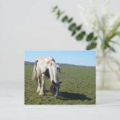 Carte postale Cheval (Debout devant)