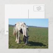Carte postale Cheval (Devant / Derrière)