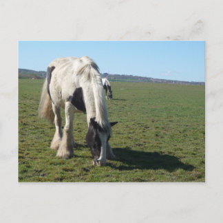 Carte postale Cheval