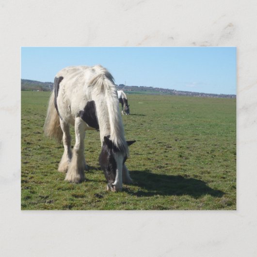 Carte postale Cheval (Devant)