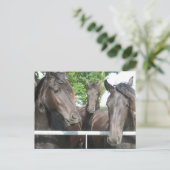 Carte postale Cheval (Debout devant)