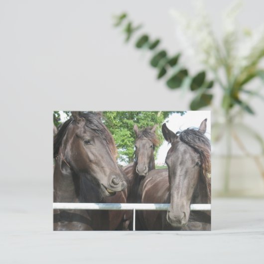 Carte postale Cheval (Debout devant)