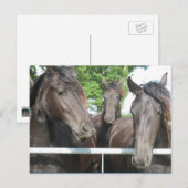 Carte postale Cheval (Devant / Derrière)