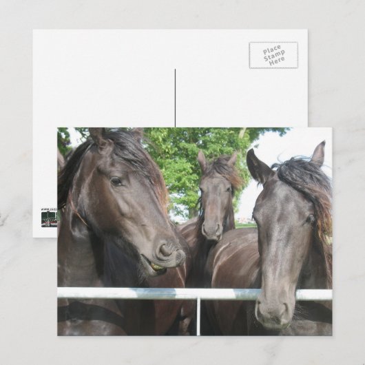 Carte postale Cheval (Devant / Derrière)