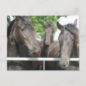 Carte postale Cheval (Devant)