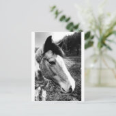 Carte Postale Cheval (Debout devant)