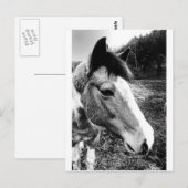 Carte Postale Cheval (Devant / Derrière)