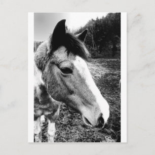Carte Postale Cheval