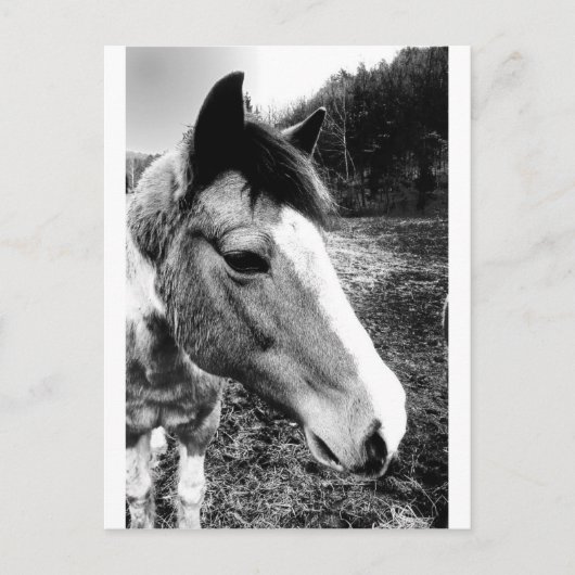 Carte Postale Cheval (Devant)