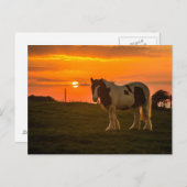 Carte Postale Cheval (Devant / Derrière)