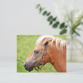 Carte Postale Cheval 003 (Debout devant)