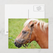 Carte Postale Cheval 003 (Devant / Derrière)