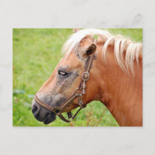 Carte Postale Cheval 003