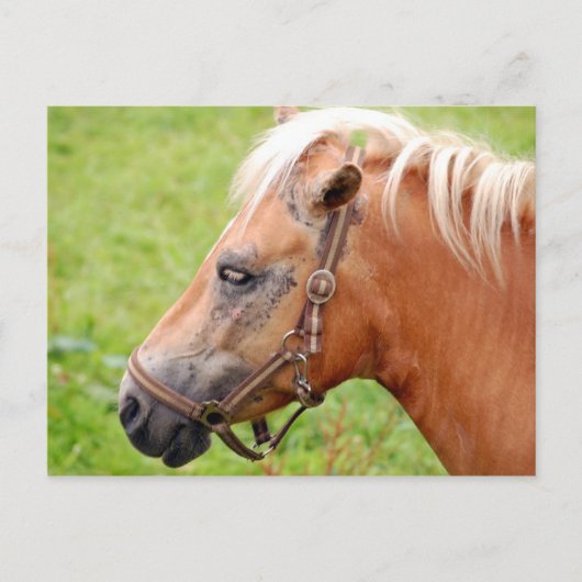 Carte Postale Cheval 003 (Devant)