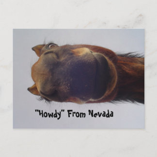 Carte Postale Cheval 1