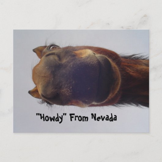 Carte Postale Cheval 1 (Devant)