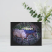 Carte postale Cheval 2 (Debout devant)