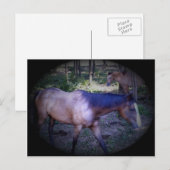 Carte postale Cheval 2 (Devant / Derrière)