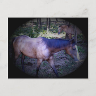 Carte postale Cheval 2
