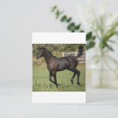 Carte Postale Cheval-2 (Debout devant)