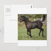 Carte Postale Cheval-2 (Devant / Derrière)