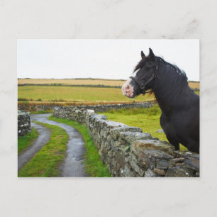 Carte Postale Cheval à la ferme en Angleterre rurale