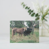 Carte Postale Cheval à la recherche vieux buggy (Debout devant)