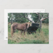 Carte Postale Cheval à la recherche vieux buggy (Devant / Derrière)