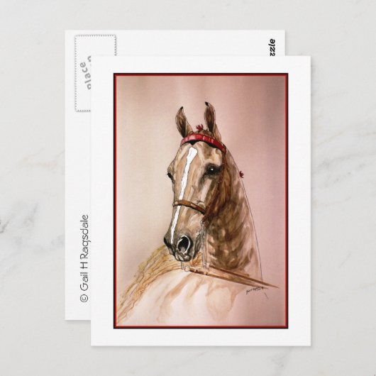 Carte Postale Cheval américain à selle (Devant / Derrière)