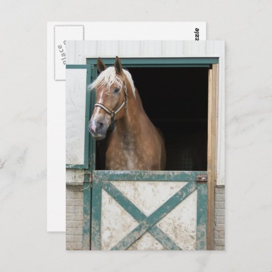 Carte Postale Cheval Amish (Devant / Derrière)