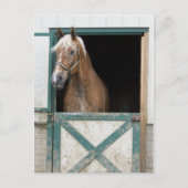 Carte Postale Cheval Amish (Devant)