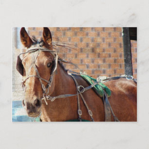 Carte Postale Cheval Amish