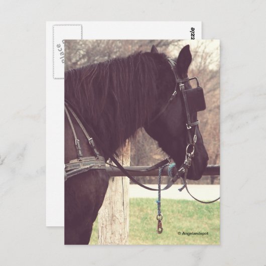 Carte Postale Cheval Amish (Devant / Derrière)