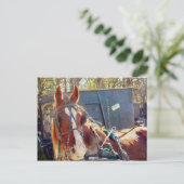 Carte Postale Cheval Amish (Debout devant)