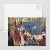 Carte Postale Cheval Amish (Devant / Derrière)