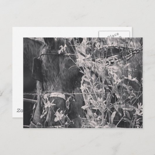 Carte Postale Cheval Amish en Grunge Noir et Blanc (Devant / Derrière)