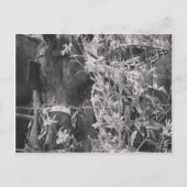 Carte Postale Cheval Amish en Grunge Noir et Blanc (Devant)