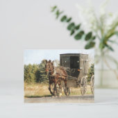 Carte Postale Cheval Amish et Buggy (Debout devant)