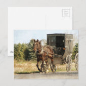 Carte Postale Cheval Amish et Buggy (Devant / Derrière)