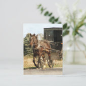 Carte Postale Cheval Amish et Buggy (Debout devant)