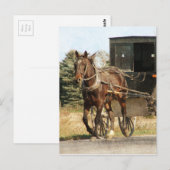 Carte Postale Cheval Amish et Buggy (Devant / Derrière)