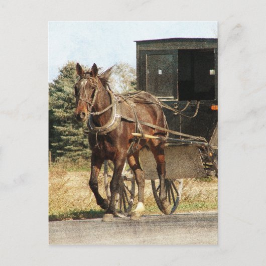 Carte Postale Cheval Amish et Buggy (Devant)