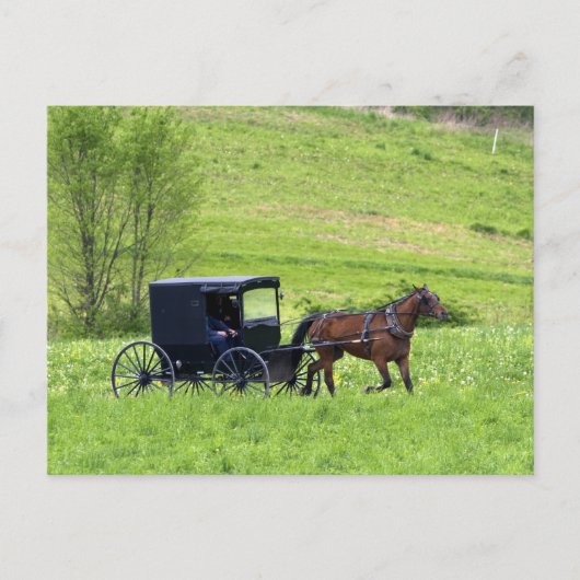 Carte Postale Cheval Amish et buggy près de Berlin, Ohio. (Devant)