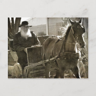 Carte Postale Cheval Amish Était Silencieux Avec La Langue Coinc