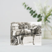 Carte Postale Cheval Amish gris en noir et blanc (Debout devant)