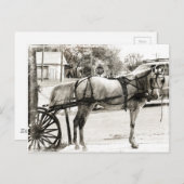 Carte Postale Cheval Amish gris en noir et blanc (Devant / Derrière)